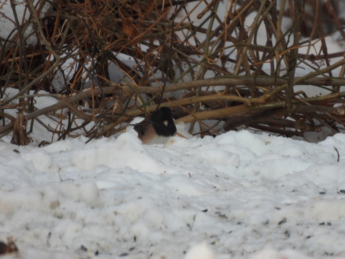 strnadec zimní [skupina oreganus] - ML646805124