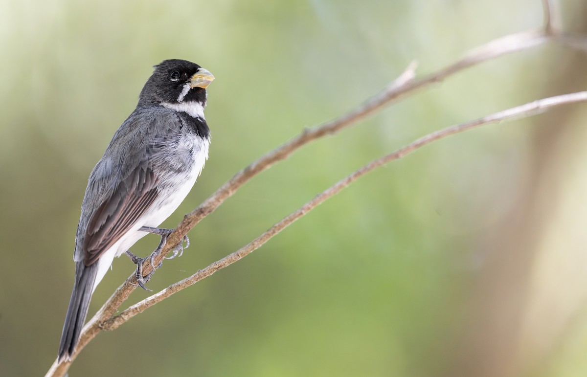 Double-collared Seedeater - ML646805127