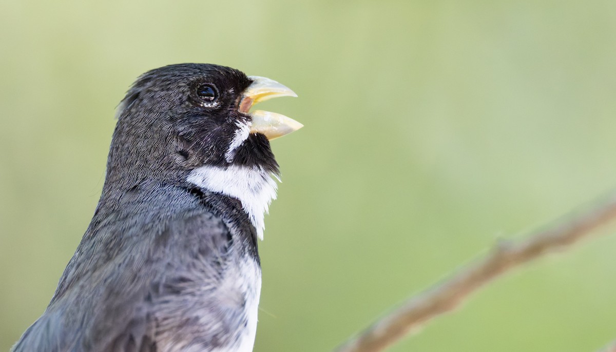 Double-collared Seedeater - ML646805128