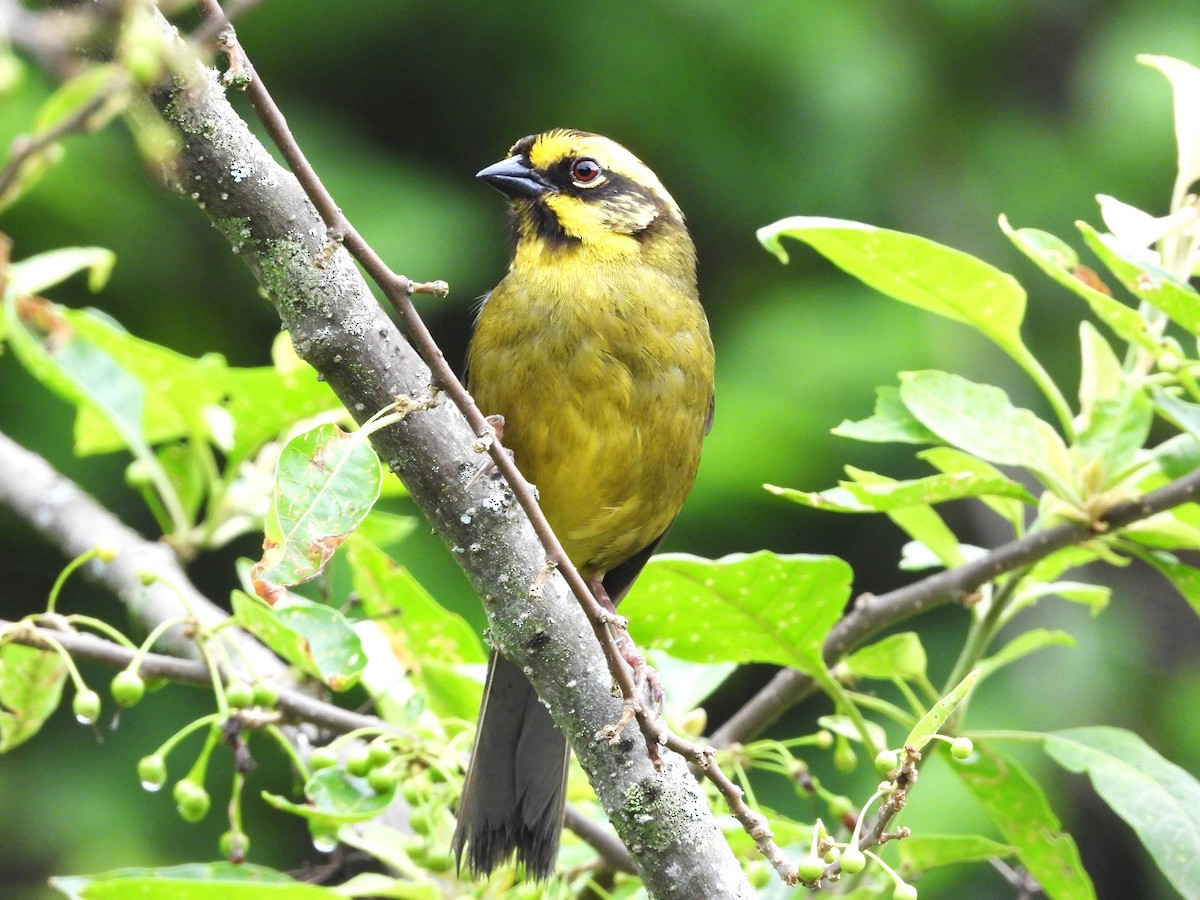 Желтобровая атлапета - ML646805131