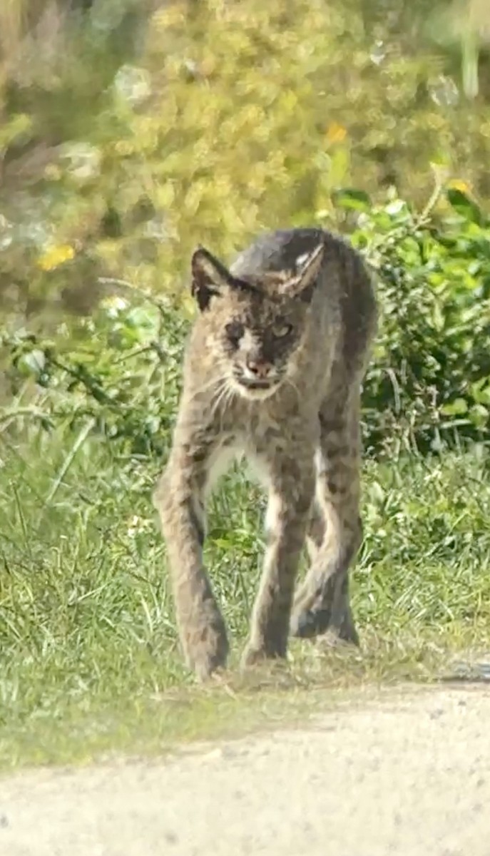 Animals - ML646805132