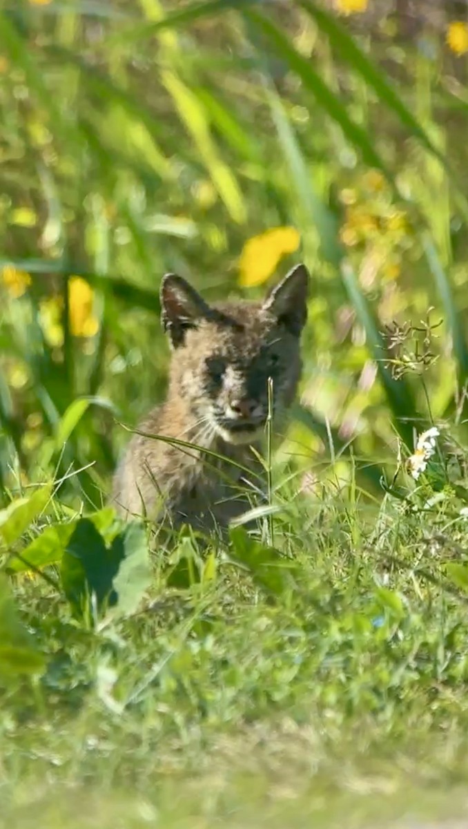 Animals - ML646805133