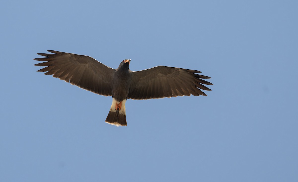 Snail Kite - ML646805134