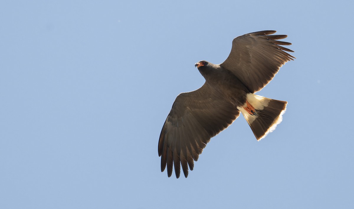 Snail Kite - ML646805135