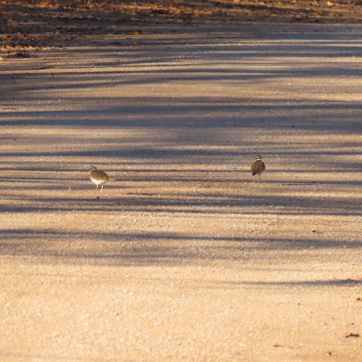 Keilschwanz-Regenpfeifer - ML646805136