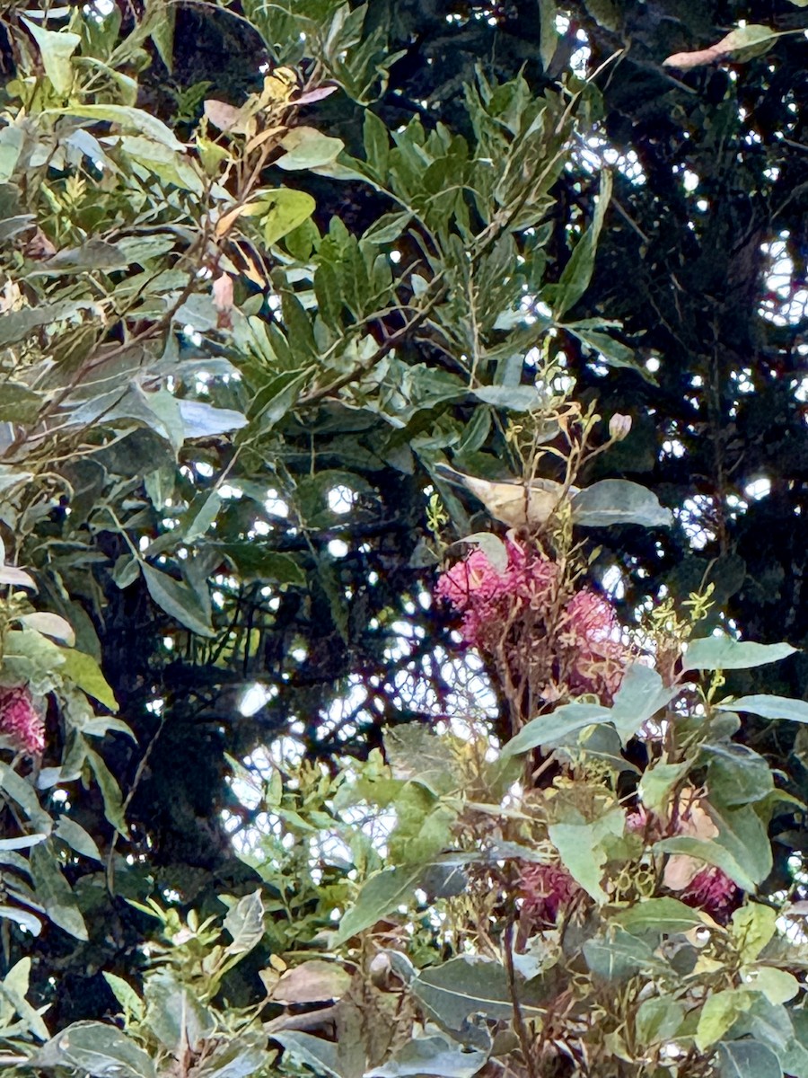 Black-throated Blue Warbler - ML646805137
