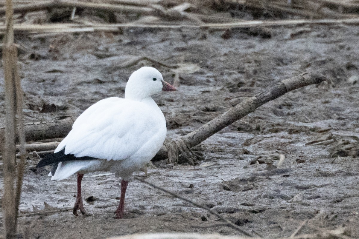 ヒメハクガン - ML646805138