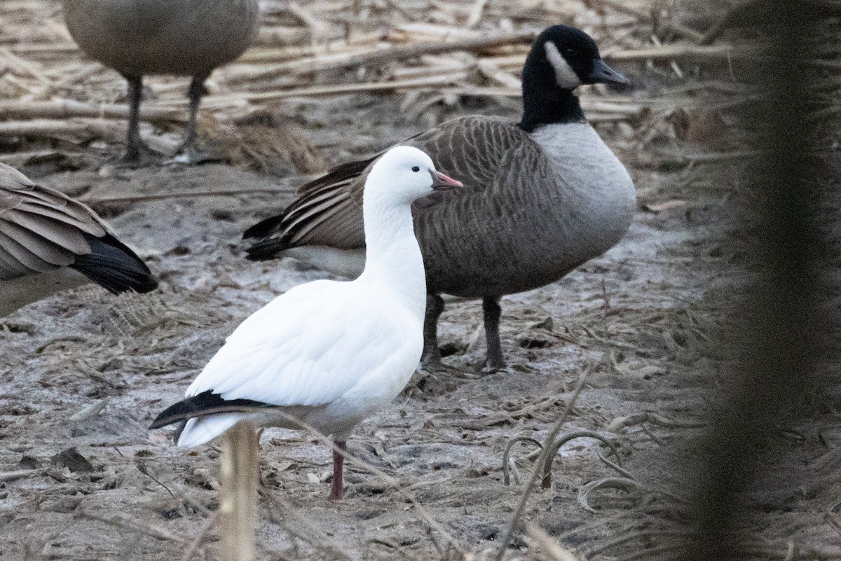 ヒメハクガン - ML646805139