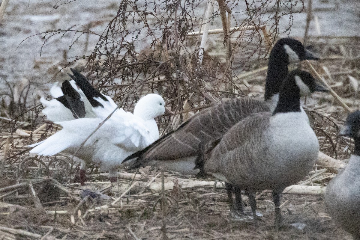 ヒメハクガン - ML646805140