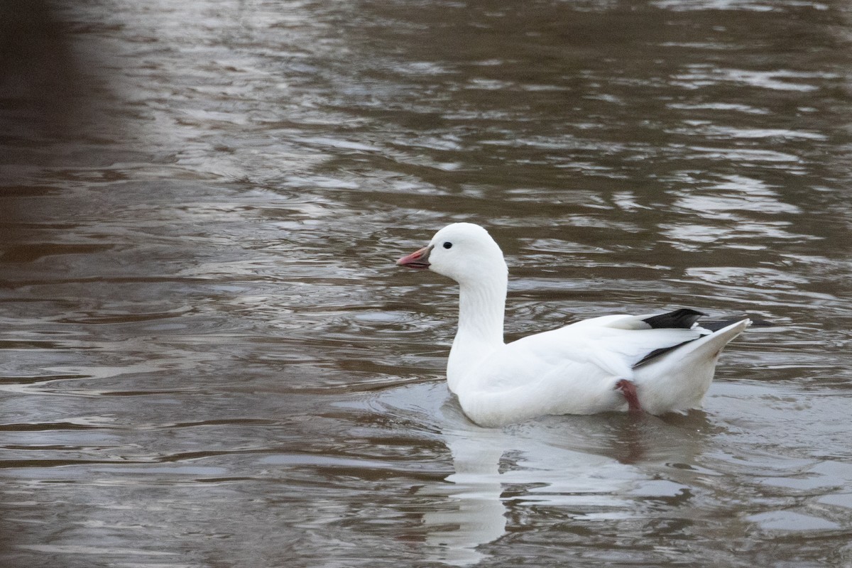 ヒメハクガン - ML646805141