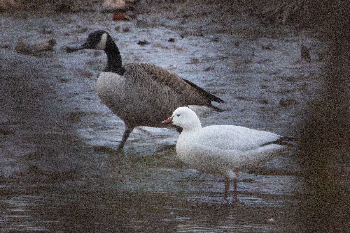 ヒメハクガン - ML646805142