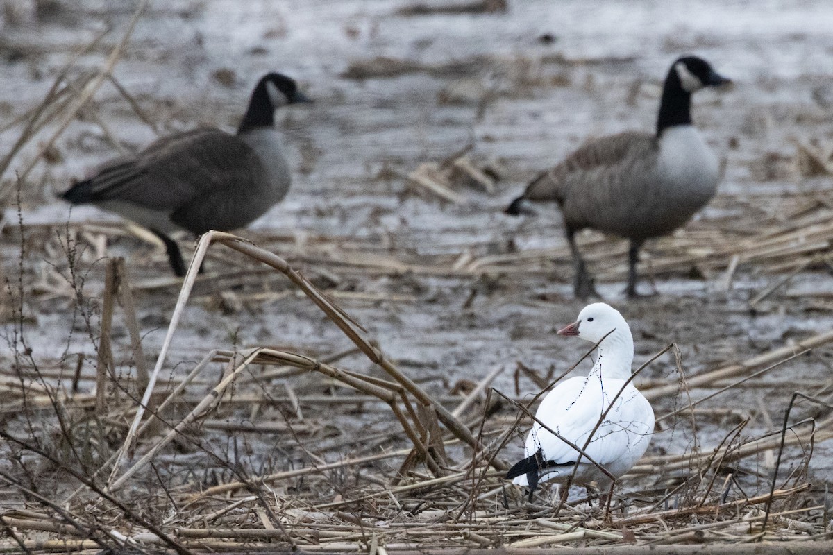 ヒメハクガン - ML646805143