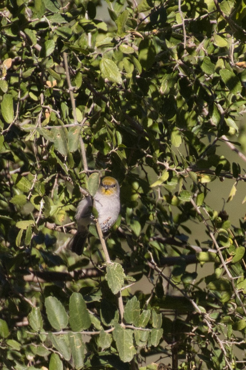 Goldkopf-Beutelmeise - ML646805144