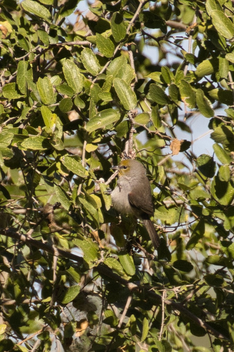 Goldkopf-Beutelmeise - ML646805145