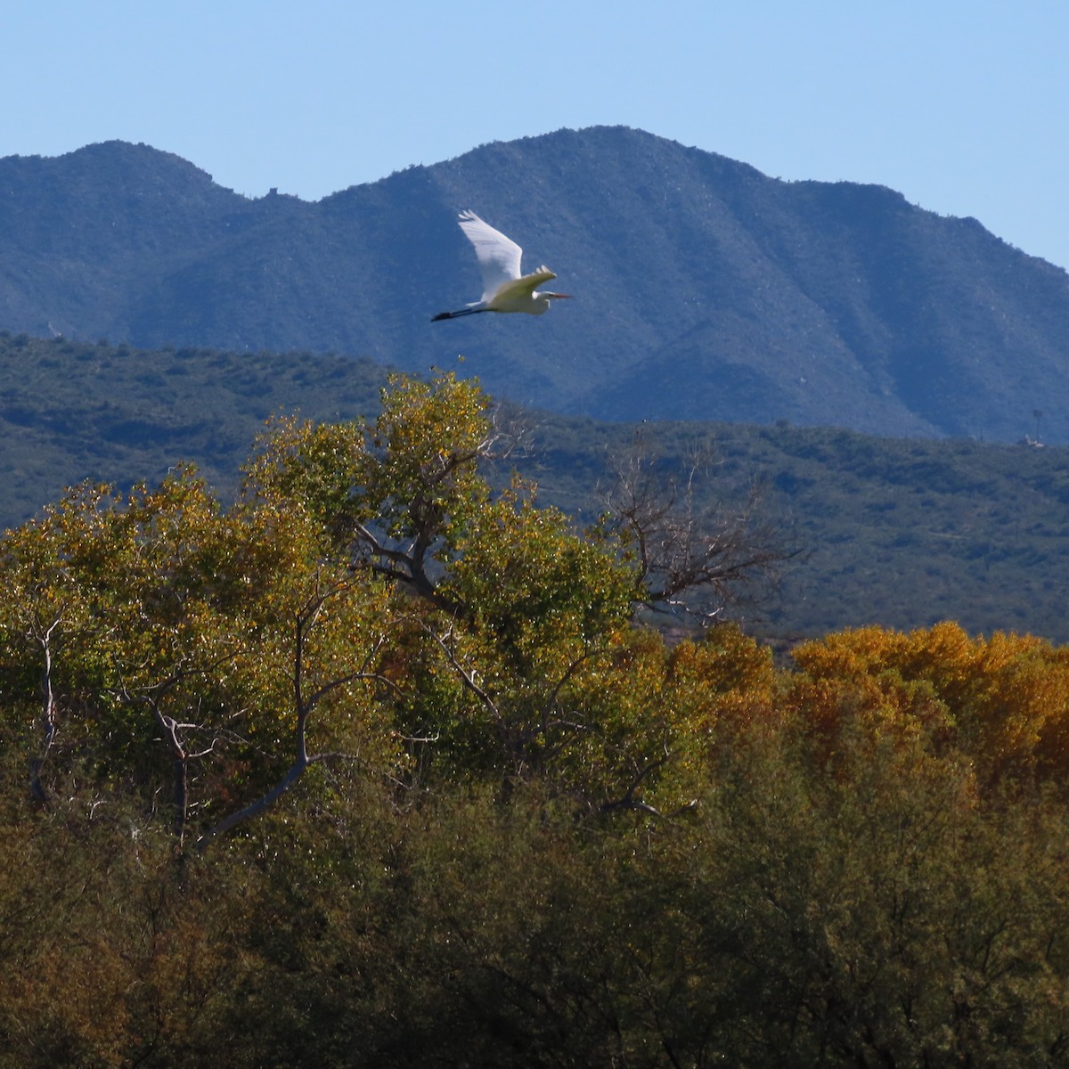 Silberreiher - ML646805146