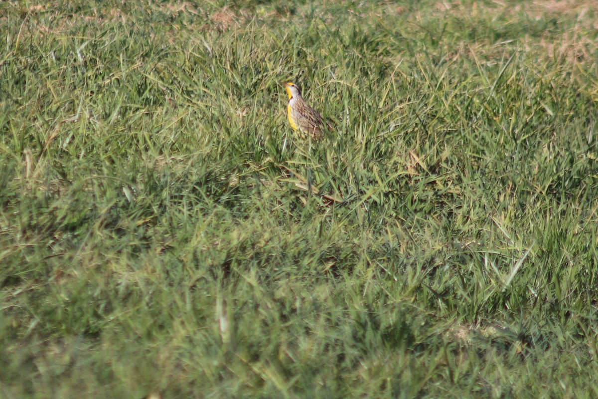 Eastern Meadowlark - ML646805152