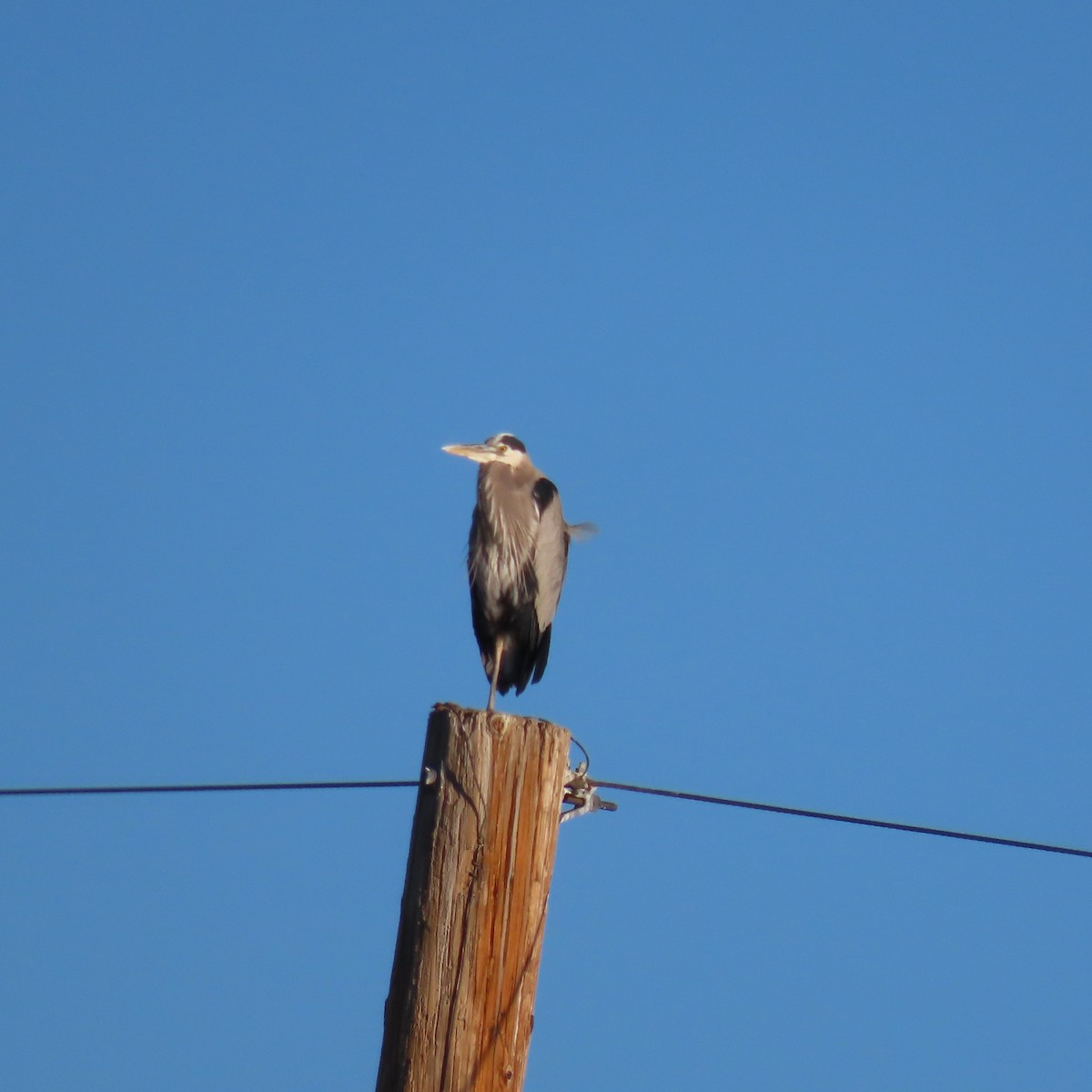 Kanadareiher - ML646805155