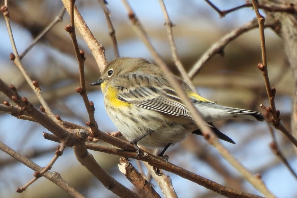 Yellow-rumped Warbler (Audubon's) - ML646805156