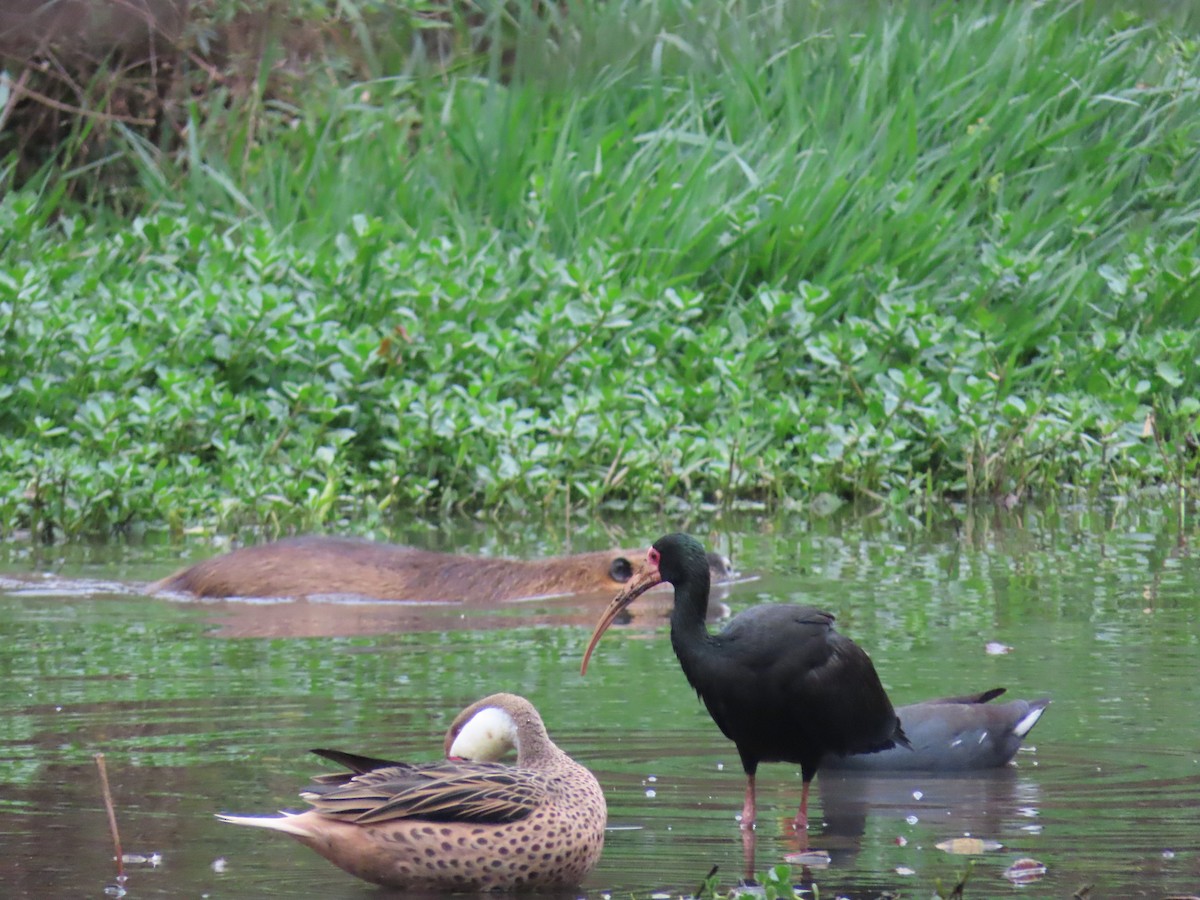 Нутрия - ML646805157