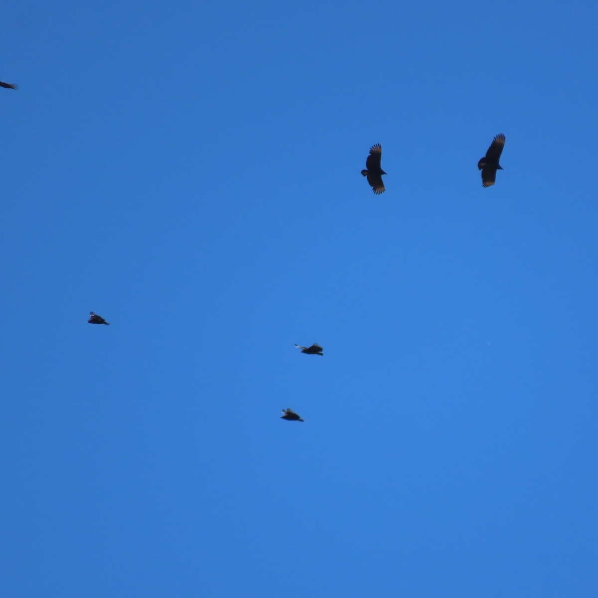 Rabengeier - ML646805159