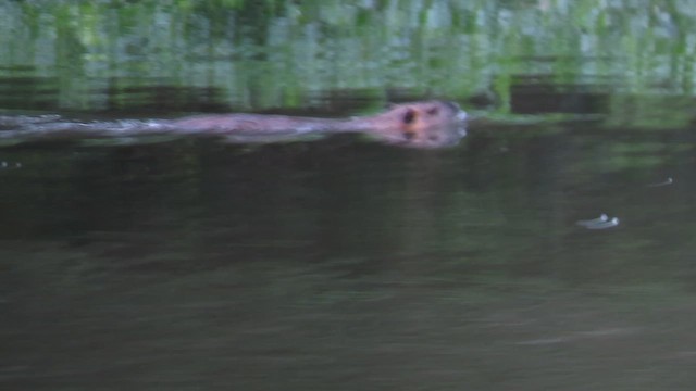 Нутрия - ML646805160