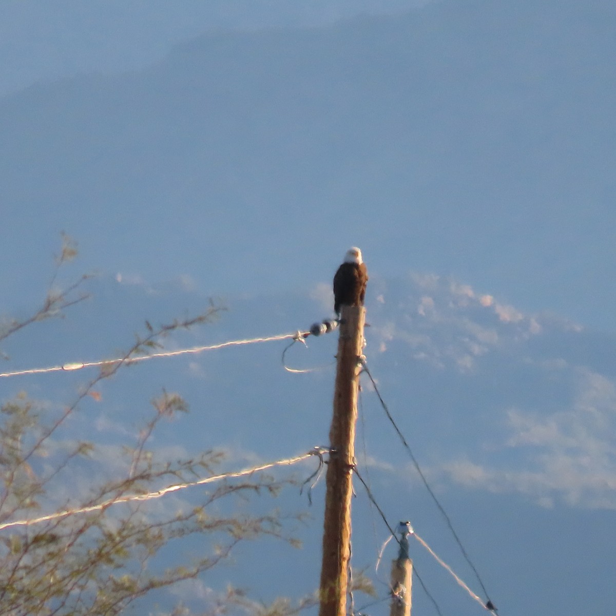 Weißkopf-Seeadler - ML646805162