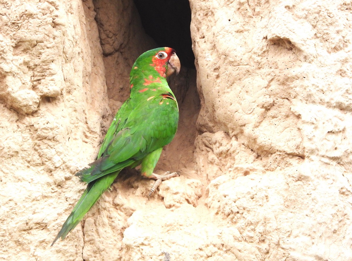 Краснолицая аратинга - ML646805163