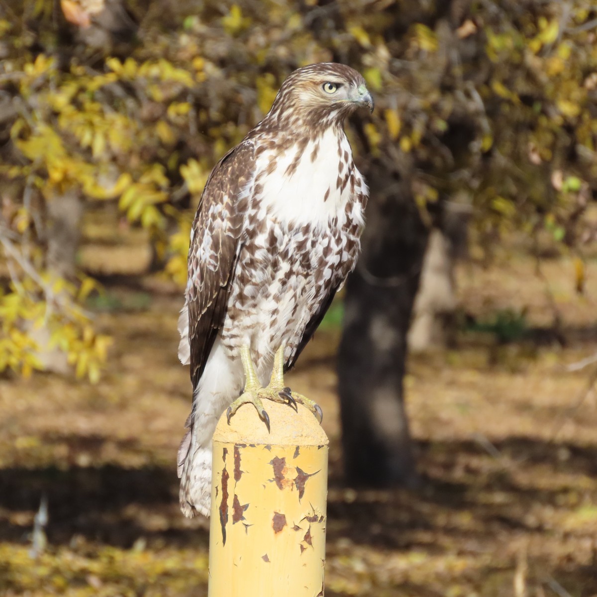 Rotschwanzbussard - ML646805170
