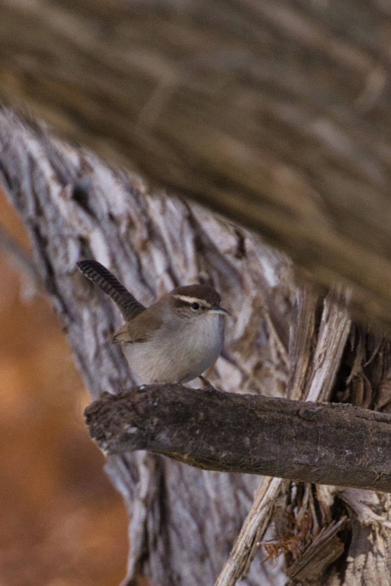 Buschzaunkönig - ML646805172