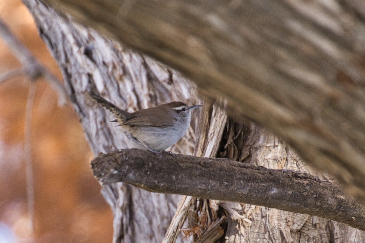 Buschzaunkönig - ML646805173