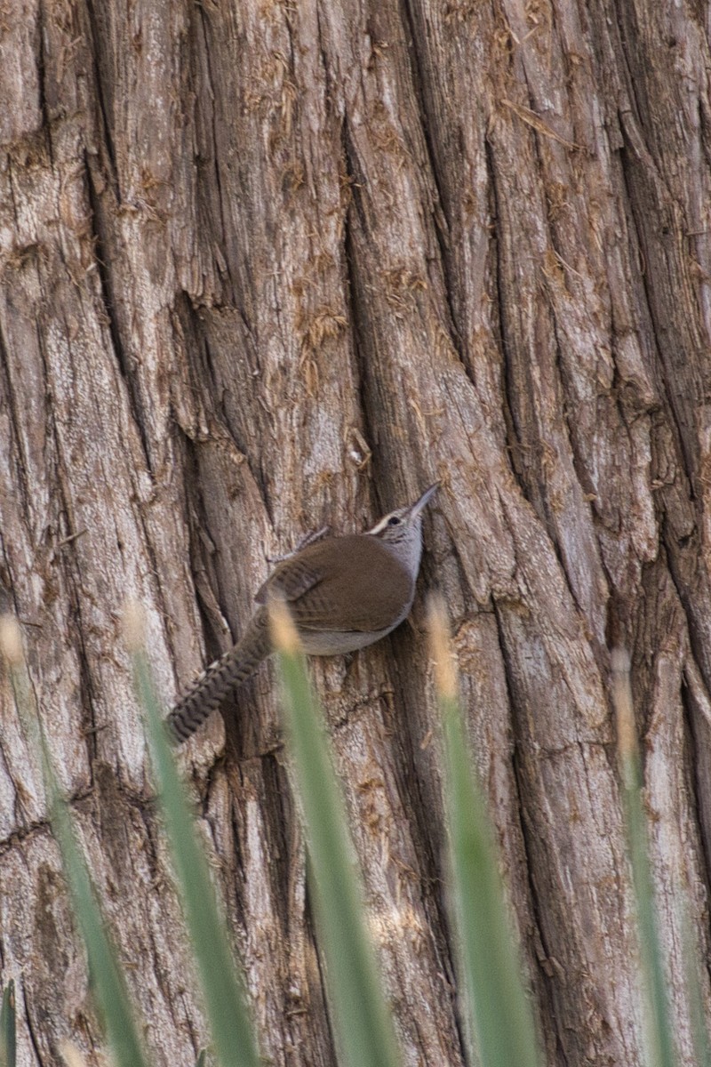 Buschzaunkönig - ML646805174