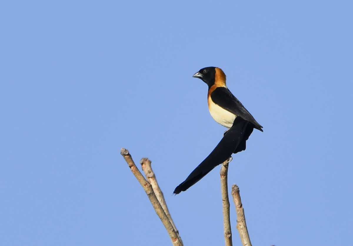 Sahel Paradise-Whydah - ML646805175