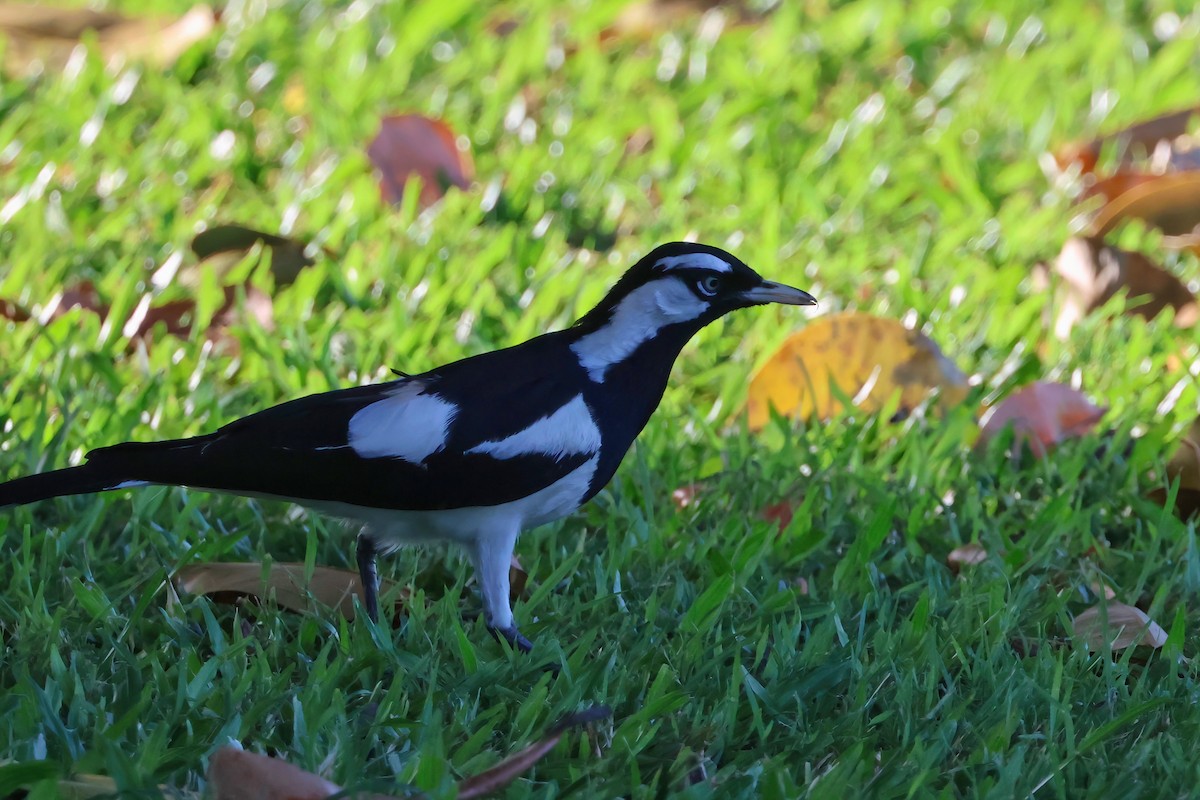 Grallina Australiana - ML646805176