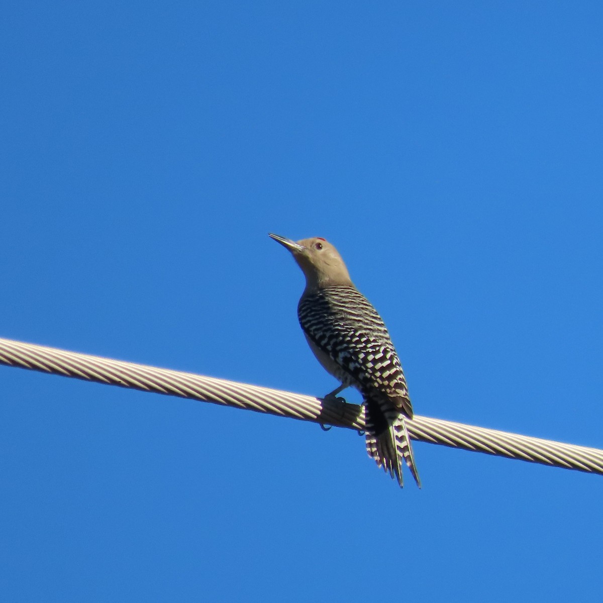 Gilaspecht - ML646805178