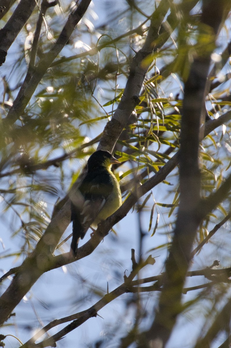 Mexikozeisig - ML646805180