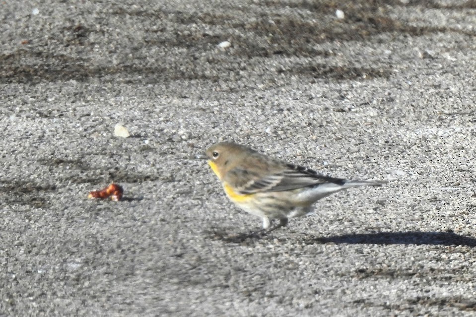 Yellow-rumped Warbler (Audubon's) - ML646805184