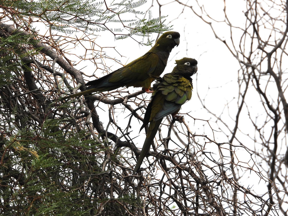 Скальный попугай - ML646805185