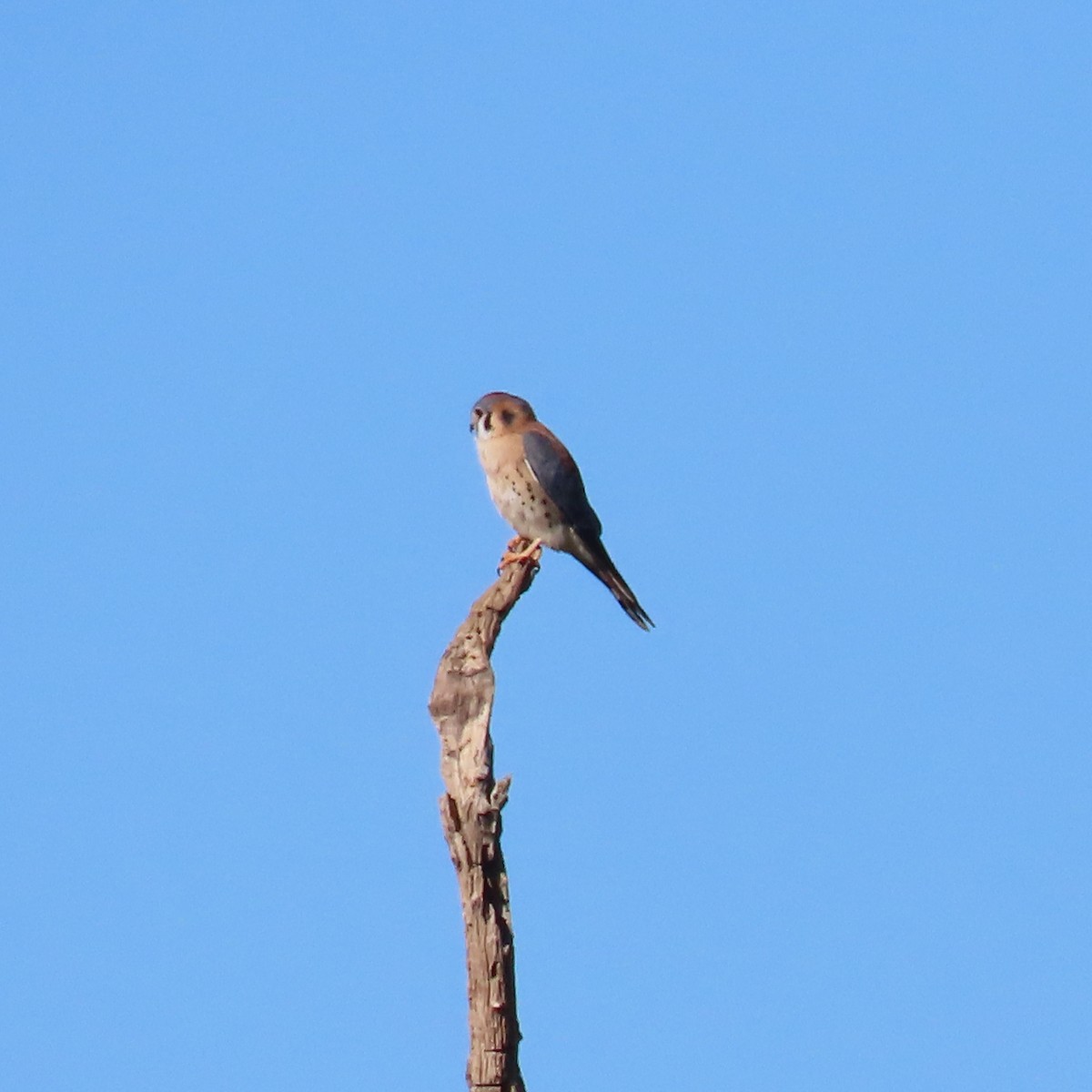 Buntfalke - ML646805187