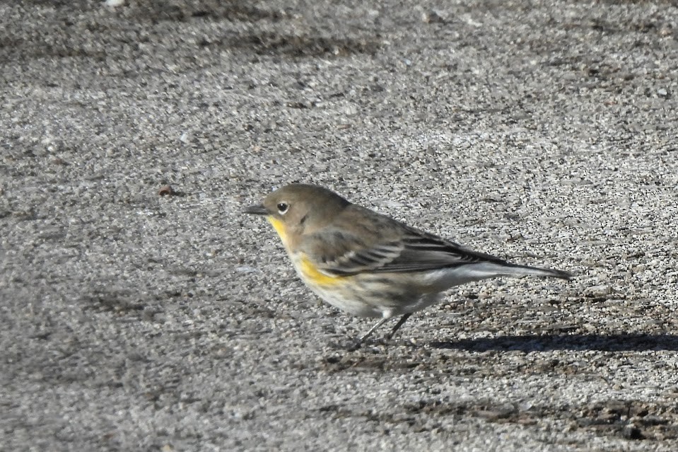 Yellow-rumped Warbler (Audubon's) - ML646805189