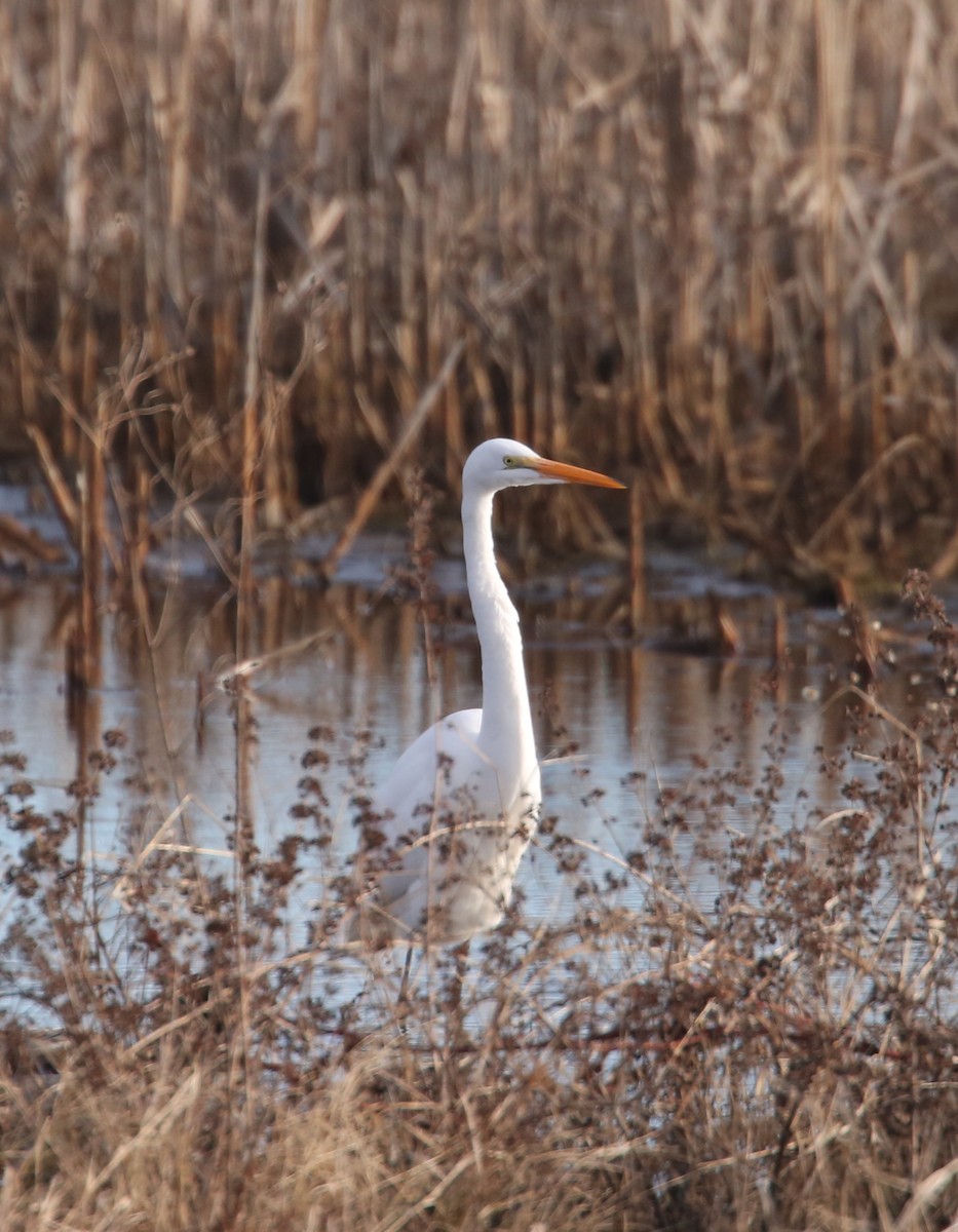Цасч дэглий - ML646805191