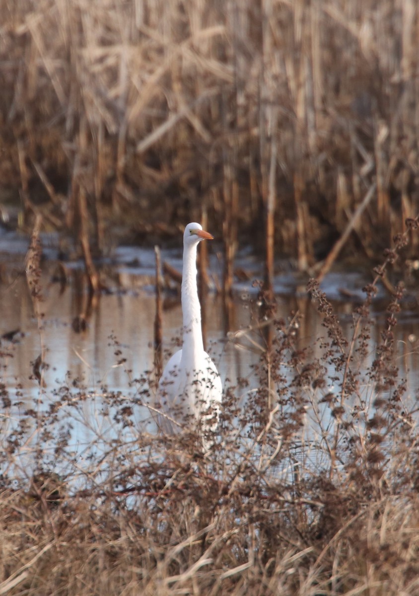 Цасч дэглий - ML646805192