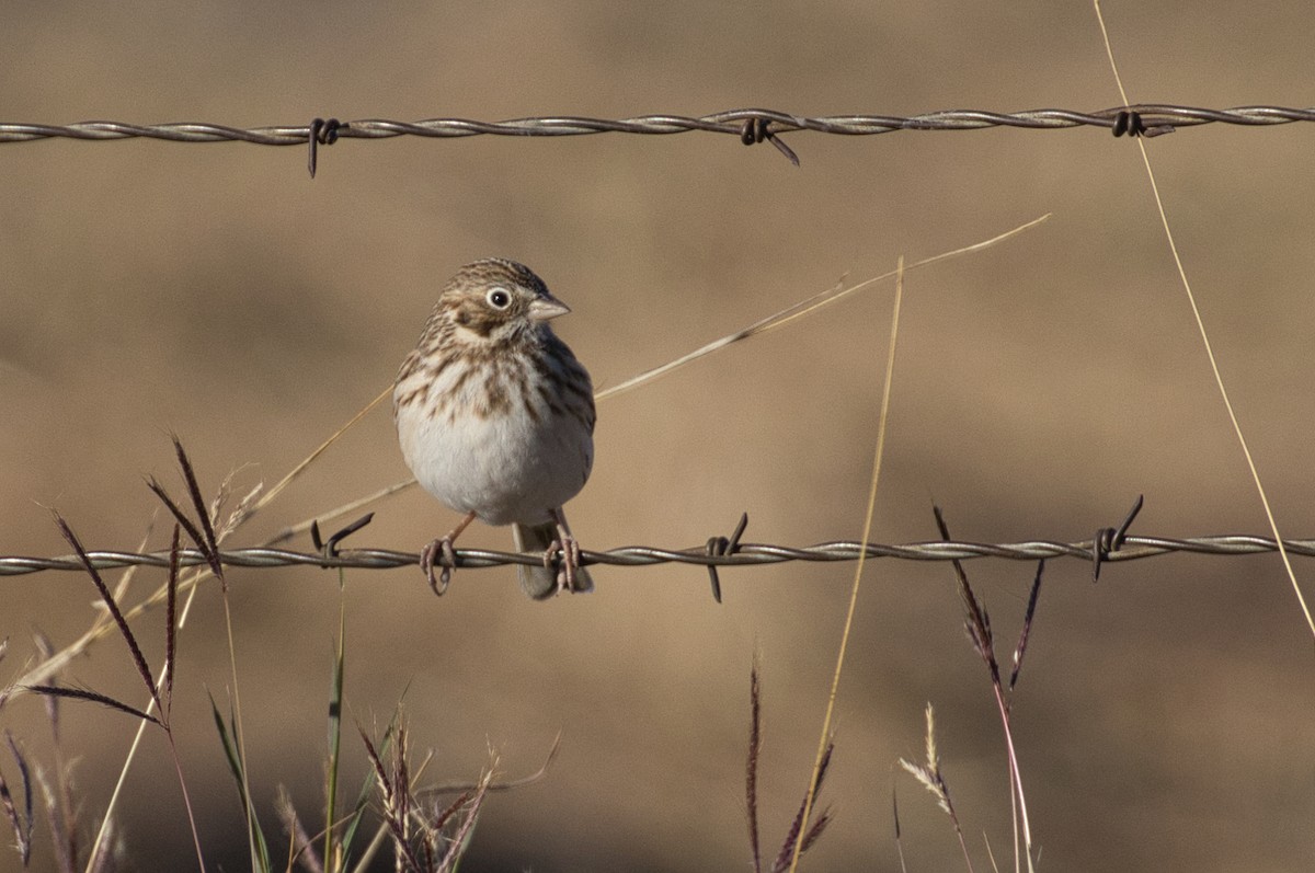 Abendammer - ML646805193