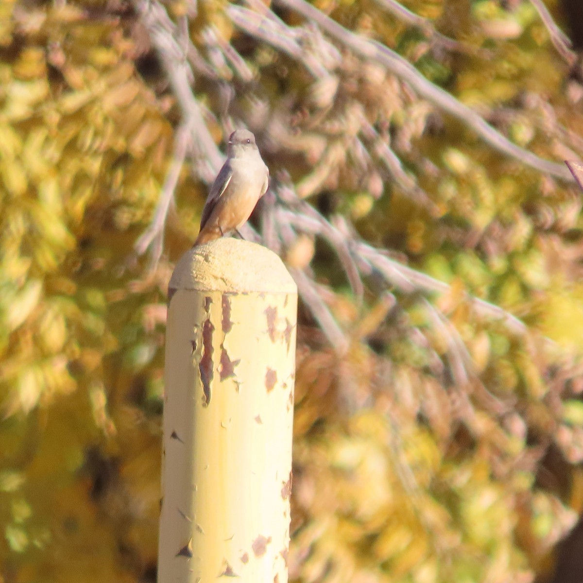 Zimtbauch-Phoebetyrann - ML646805195