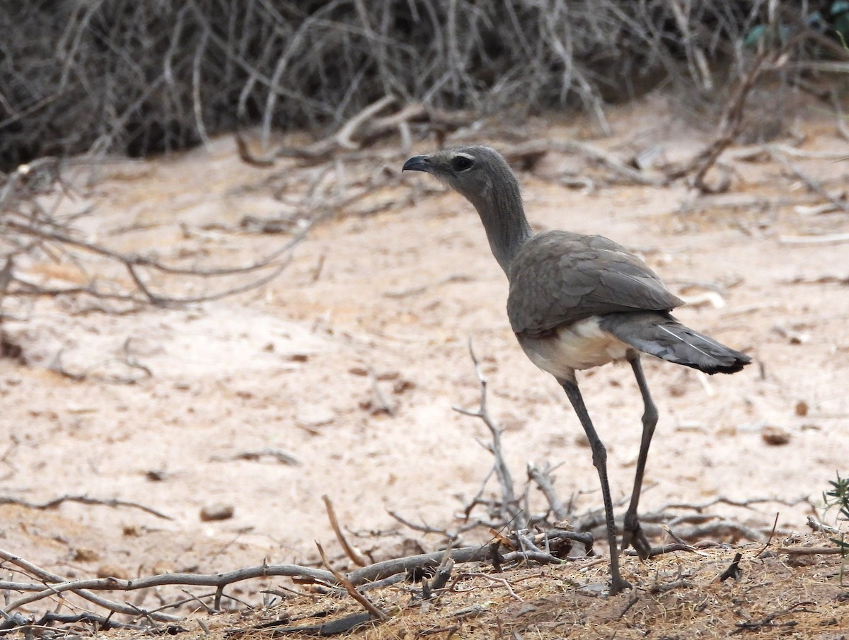 Черноногая кариама - ML646805196