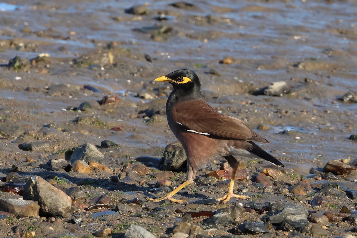 Miná Común - ML646805197