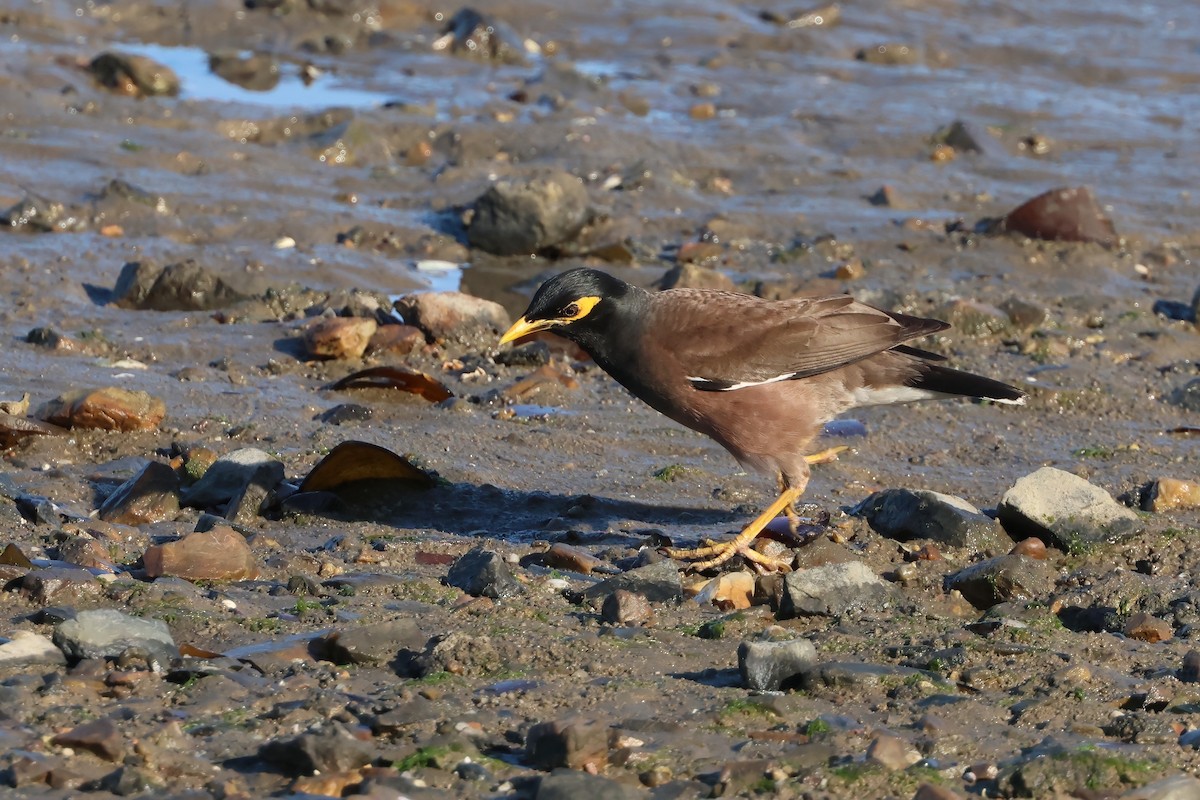 Miná Común - ML646805198