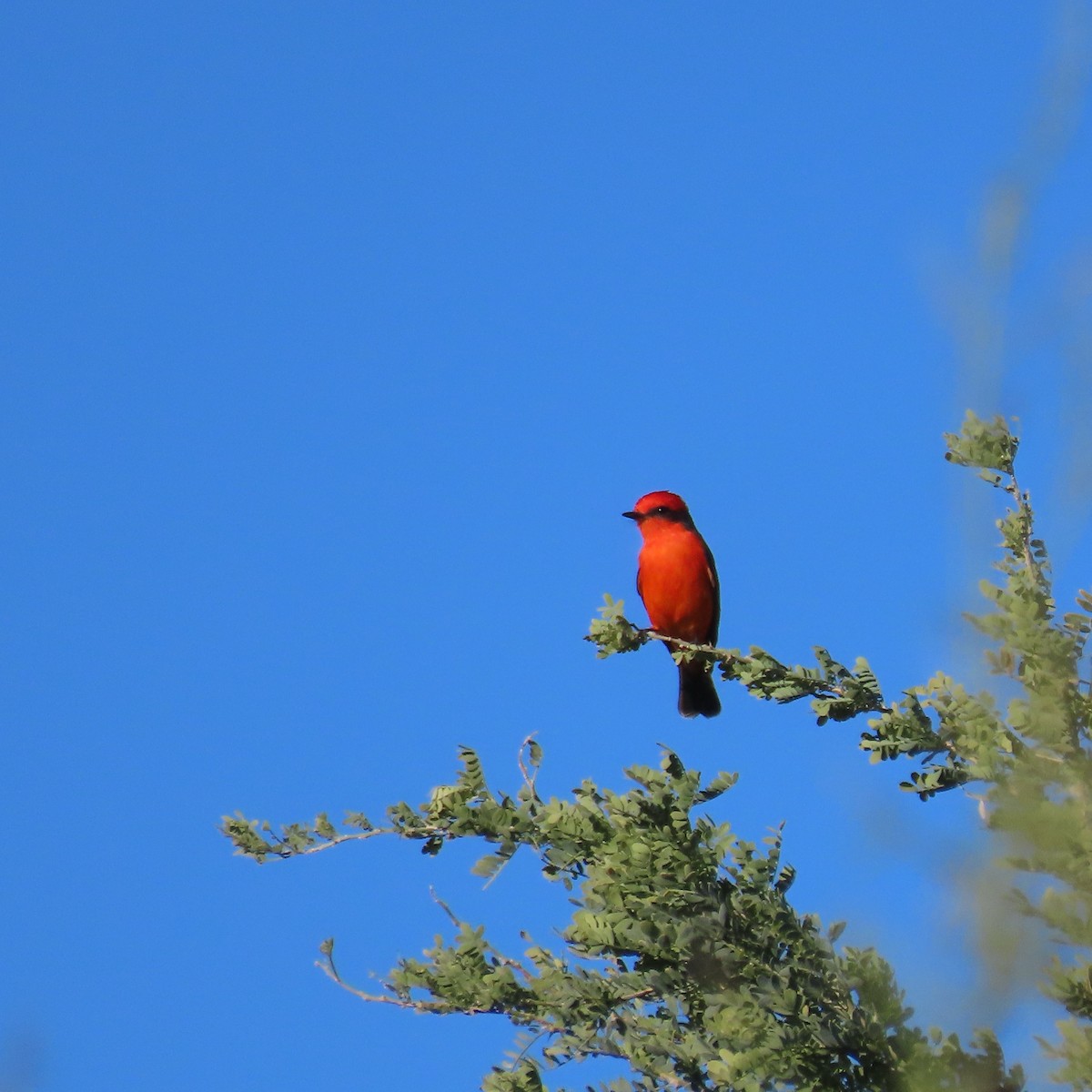 Rubintyrann - ML646805199