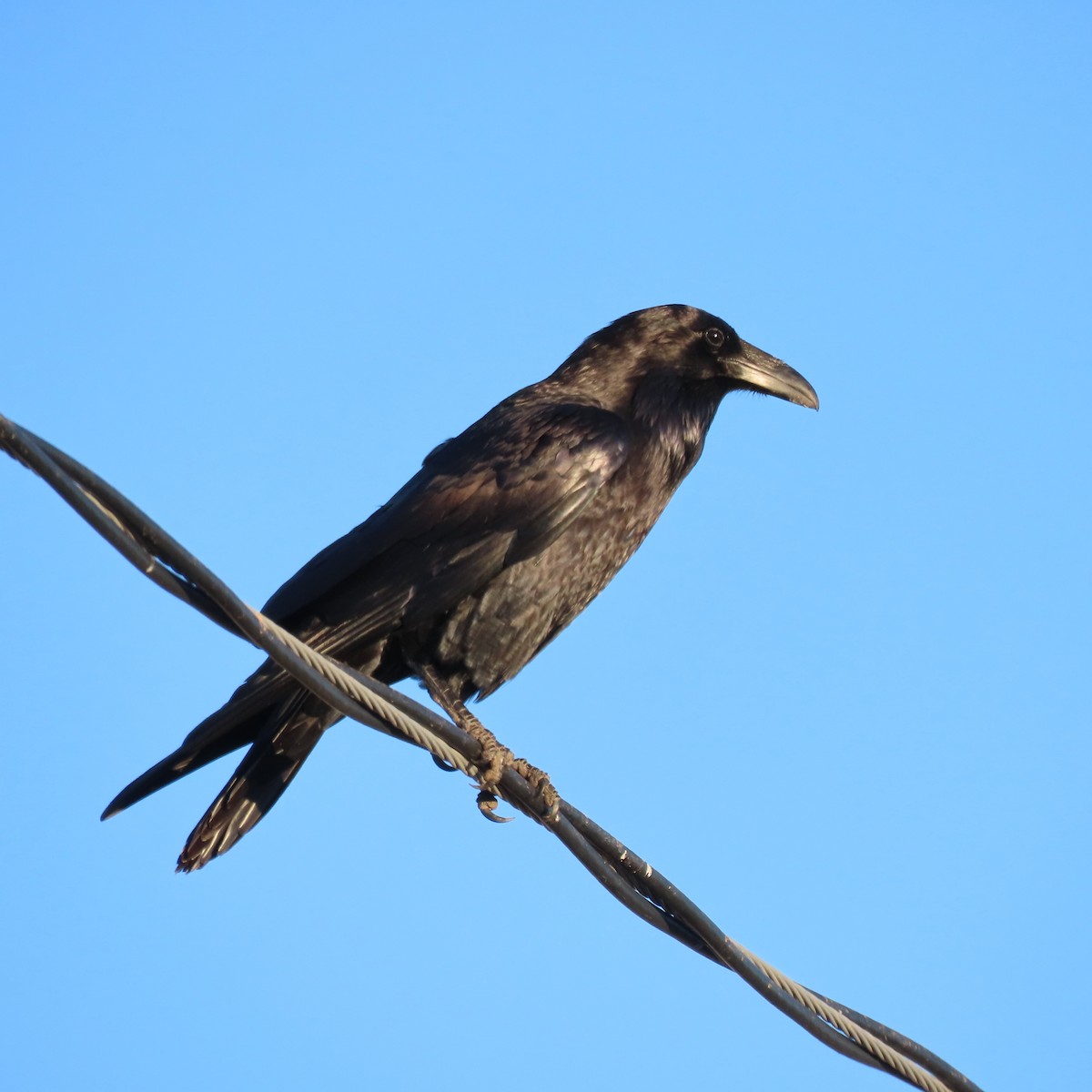 Kolkrabe - ML646805203