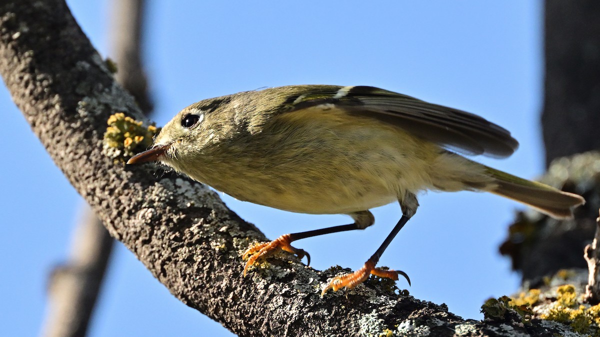 králíček americký - ML646805204