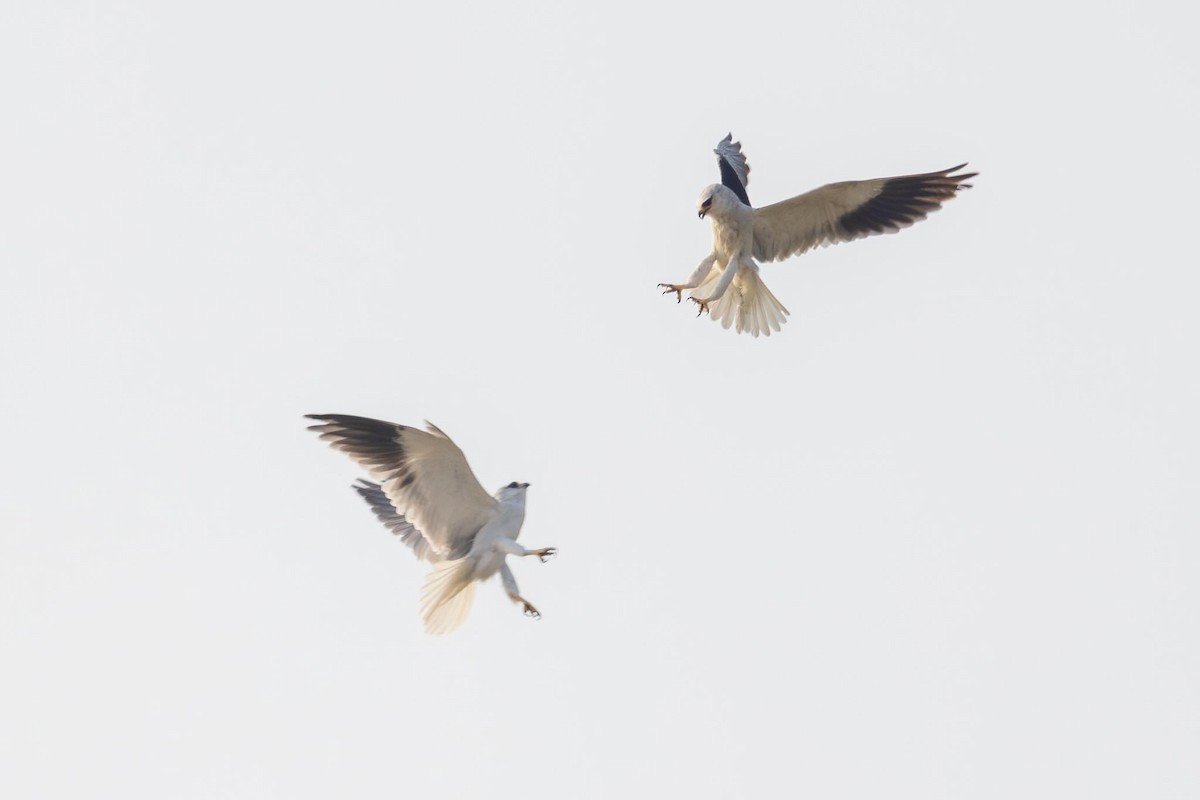 דאה שחורת-כתף - ML646805205